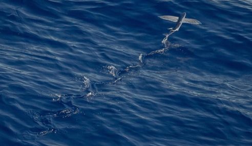 Horizon Technologies announces new FlyingFish SIGINT system contract