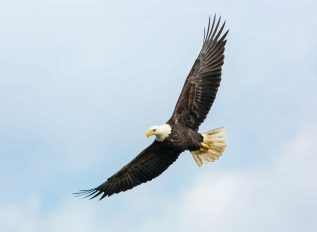 NSA unveils QuantumEAGLe initiative