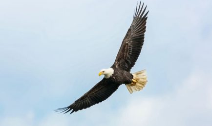 NSA unveils QuantumEAGLe initiative