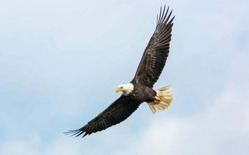NSA unveils QuantumEAGLe initiative