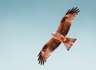 Redhawk acquires Twenty8