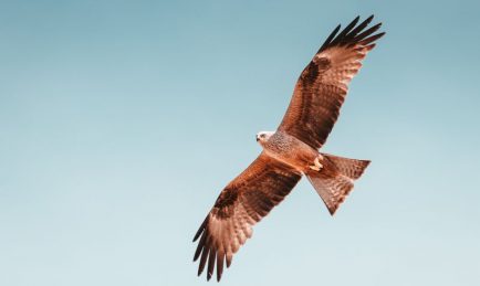 Redhawk acquires Twenty8