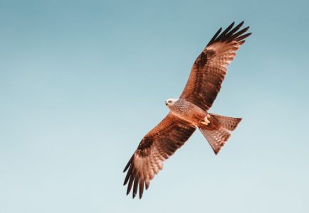 Redhawk acquires Twenty8