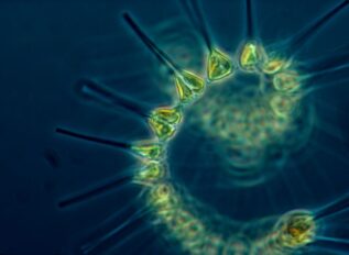 IARPA posts biological systems analysis RFI