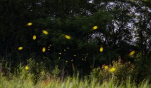 Firefly Aerospace, L3Harris announce second launch agreement