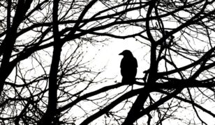 Bob Coleman appointed as Nightwing CEO