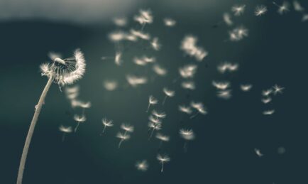 Dalia Khanafseh joins Sagewind Capital