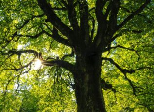 Ravi Dankanikote named SAIC’s CGO