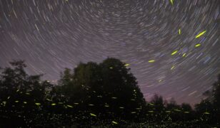 Firefly acquires Spaceflight Inc.