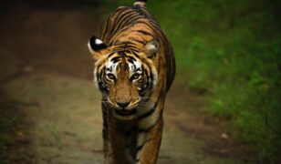 TigerByte Cyber emerges from stealth