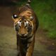 TigerByte Cyber emerges from stealth