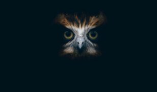 Nightwing adds Yvonne Vervaet as CGO