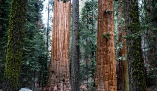 Rancher Government and Sequoia partner