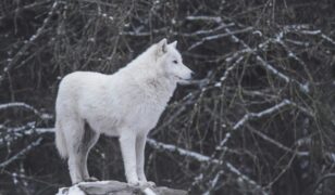 Mission Essential and Ghostdog merge