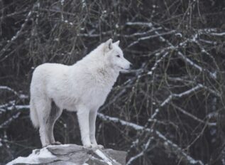 Mission Essential and Ghostdog merge