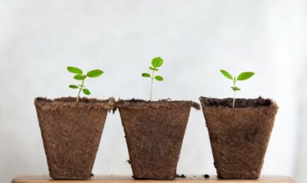 Ted Girard named Everfox CRO