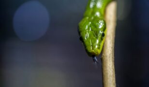 CrowdStrike releases 2025 Global Threat Report