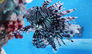 HII delivers first Lionfish SUUVs
