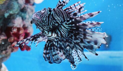 HII delivers first Lionfish SUUVs