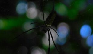 DAR and Carahsoft partner