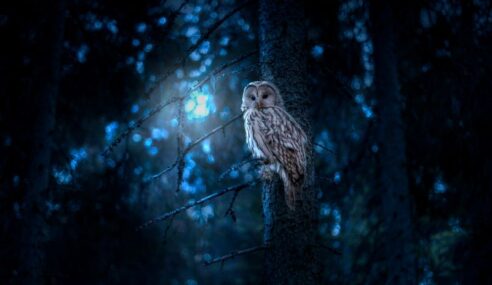 Owl Cyber Defense unveils Owl Talon Torrent