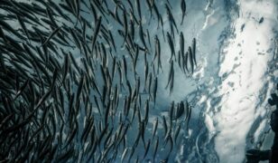 FBI releases Big Data Extraction Tool sources sought