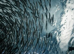 FBI releases Big Data Extraction Tool sources sought