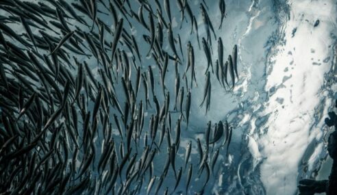 FBI releases Big Data Extraction Tool sources sought