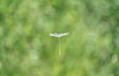 IonQ to acquire Seed Innovations