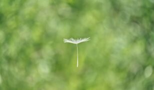 IonQ to acquire Seed Innovations