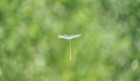 IonQ to acquire Seed Innovations